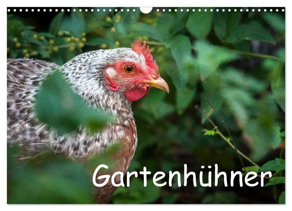 Gartenhühner (CALVENDO Wandkalender 2025)