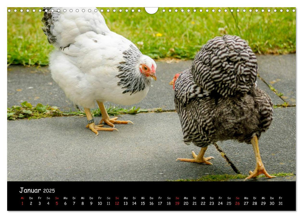 Gartenhühner (CALVENDO Wandkalender 2025)