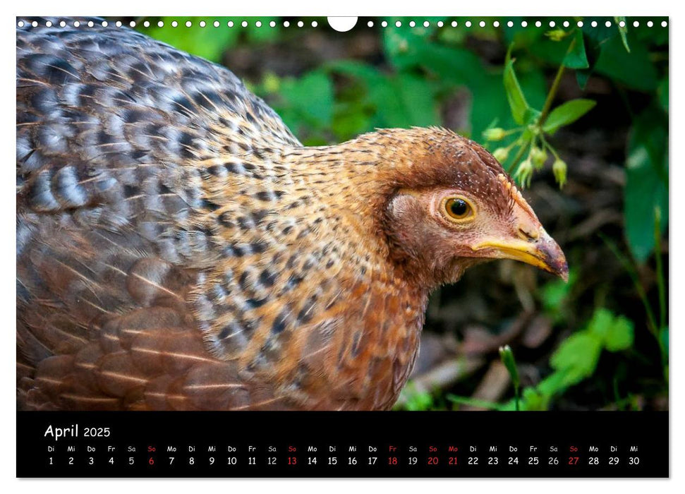 Gartenhühner (CALVENDO Wandkalender 2025)