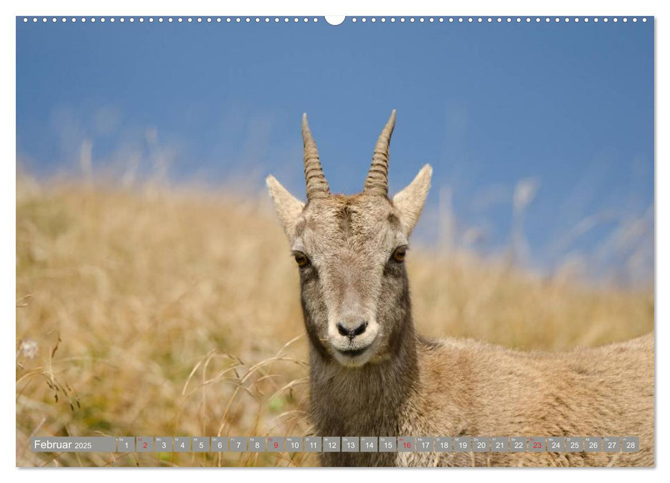 Steinwild am Pilatus (CALVENDO Wandkalender 2025)