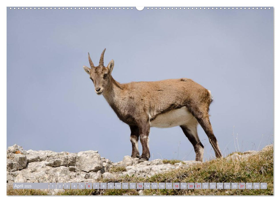 Steinwild am Pilatus (CALVENDO Wandkalender 2025)