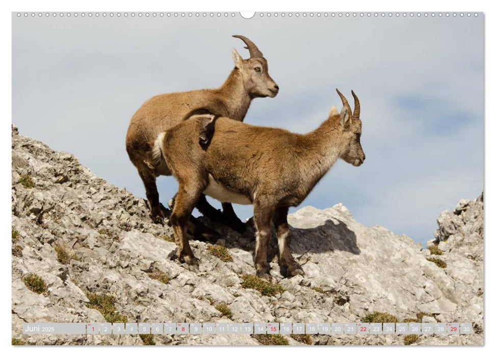 Steinwild am Pilatus (CALVENDO Wandkalender 2025)