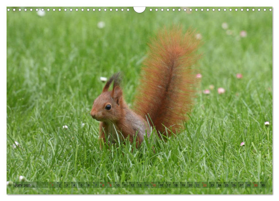 Neuer Spaß mit Eichhörnchen-Kindern (CALVENDO Wandkalender 2025)