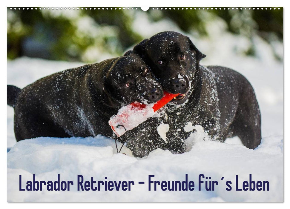 Labrador Retriever - Freunde für´s Leben (CALVENDO Wandkalender 2025)