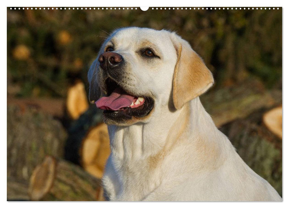 Labrador Retriever - Freunde für´s Leben (CALVENDO Wandkalender 2025)