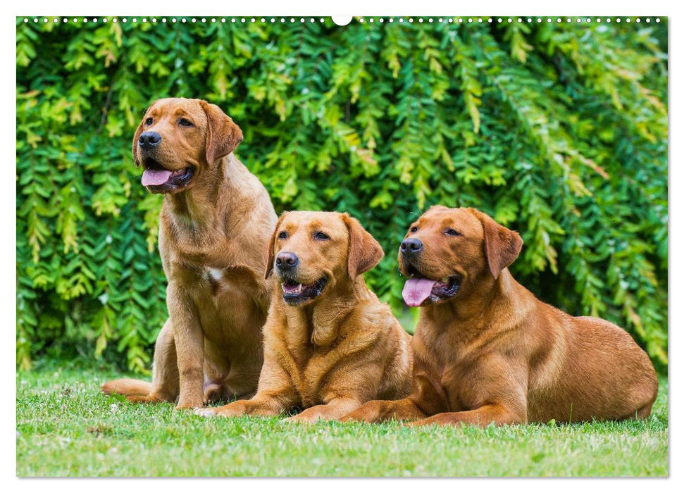 Labrador Retriever - Freunde für´s Leben (CALVENDO Wandkalender 2025)