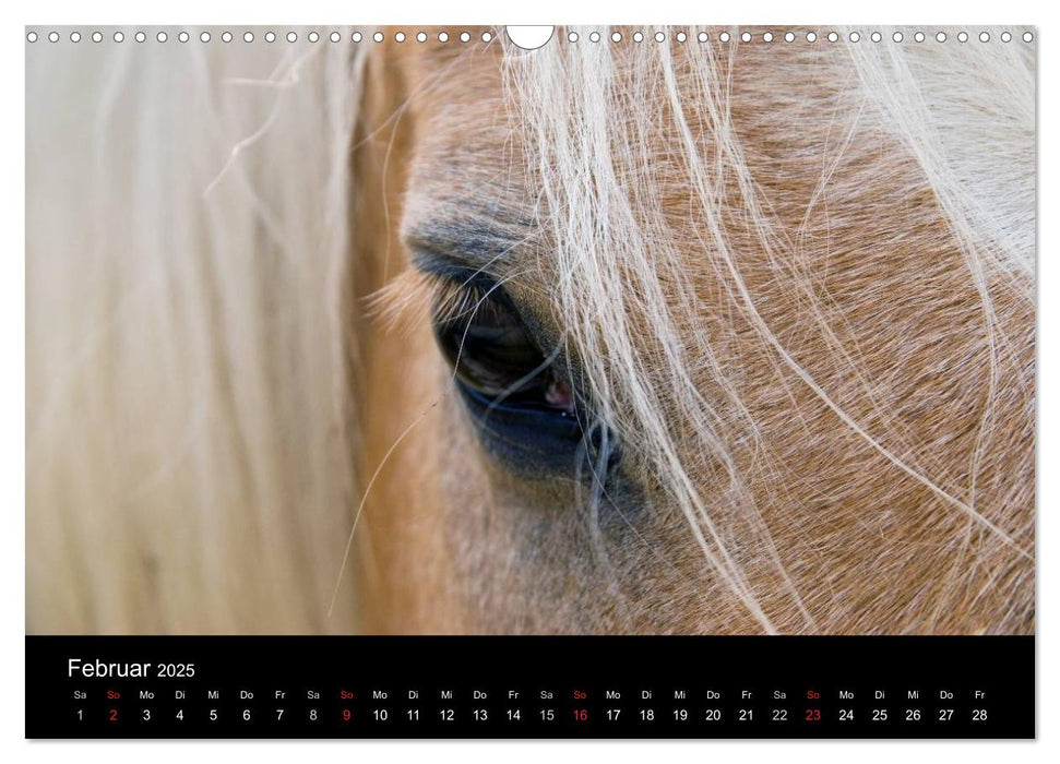 Wunderschöne Haflingerwelt (CALVENDO Wandkalender 2025)