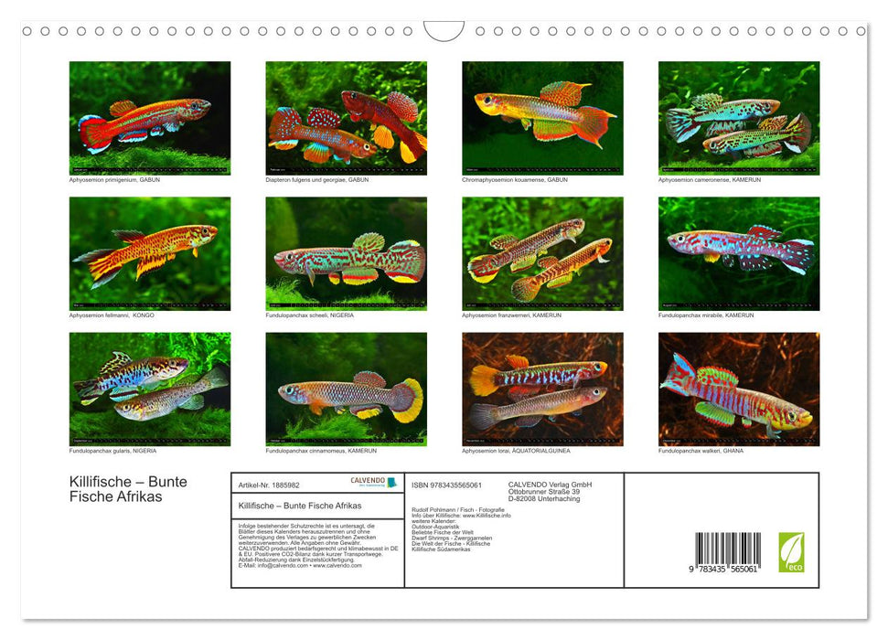 Killifische – Bunte Fische Afrikas (CALVENDO Wandkalender 2025)