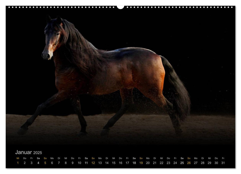 Magische Momente - Pferde Horses Caballos (CALVENDO Wandkalender 2025)