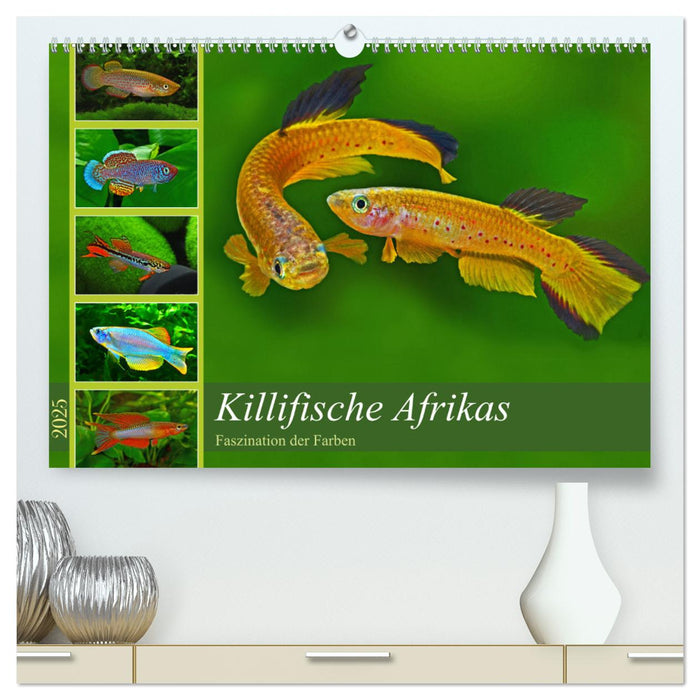 Killifische Afrikas (CALVENDO Premium Wandkalender 2025)