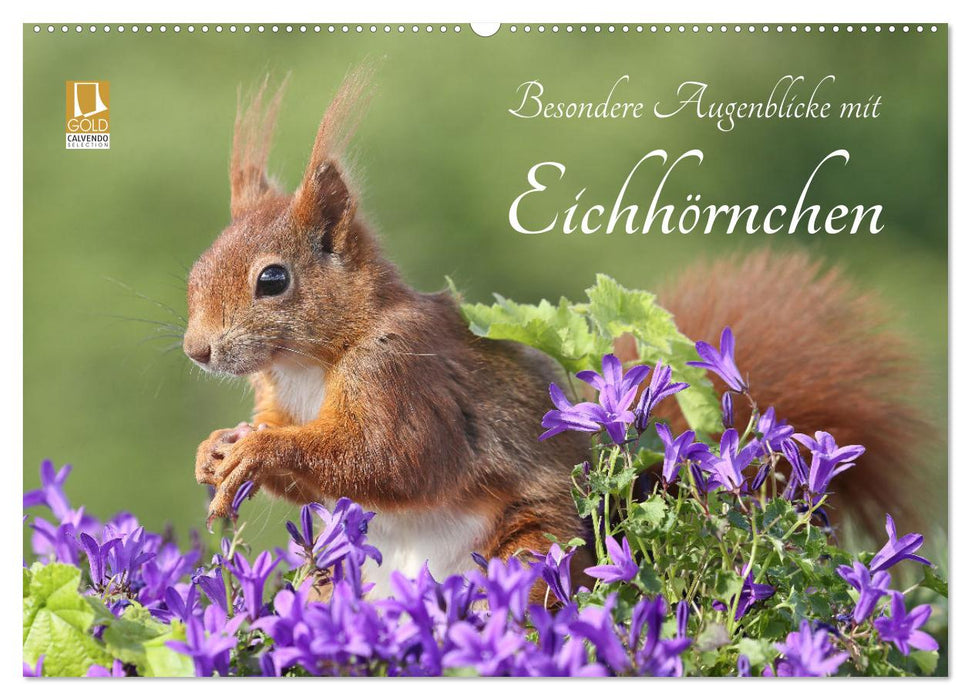 Besondere Augenblicke mit Eichhörnchen (CALVENDO Wandkalender 2025)