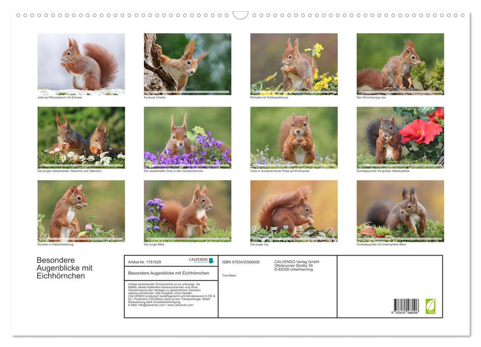 Besondere Augenblicke mit Eichhörnchen (CALVENDO Wandkalender 2025)