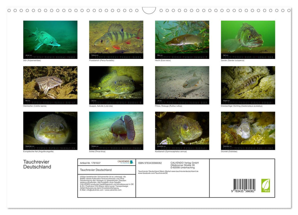 Tauchrevier Deutschland (CALVENDO Wandkalender 2025)