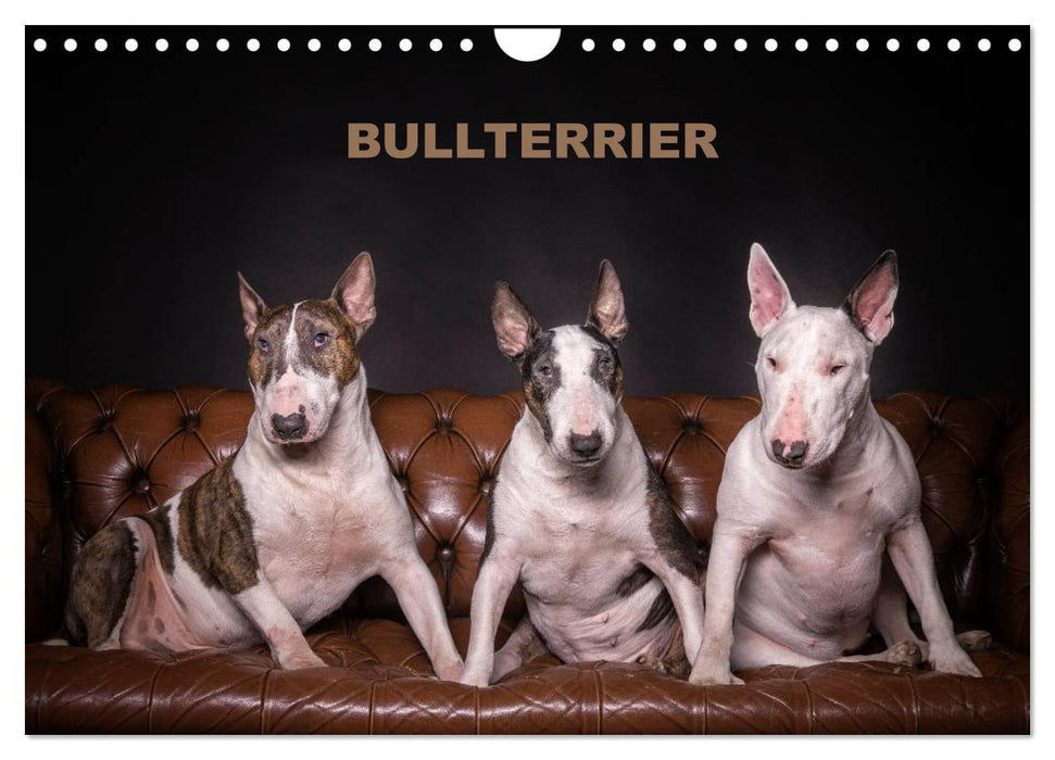 Bullterrier (CALVENDO Wandkalender 2025)