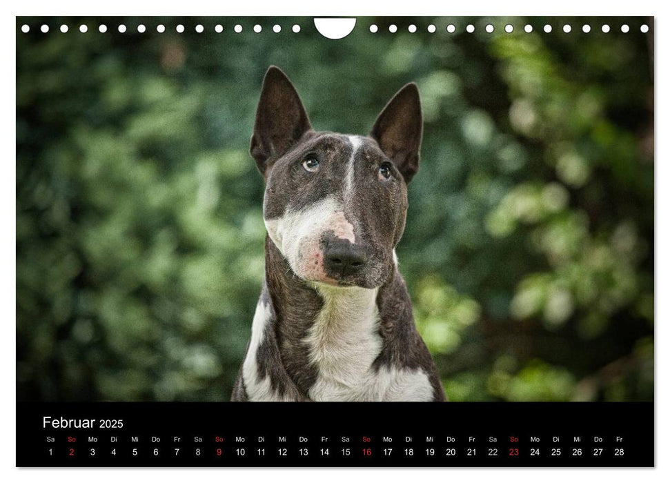 Bullterrier (CALVENDO Wandkalender 2025)