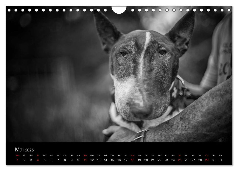Bullterrier (CALVENDO Wandkalender 2025)