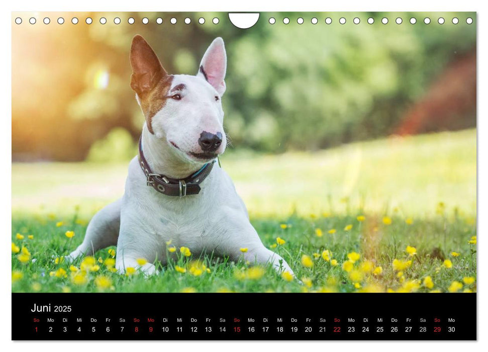 Bullterrier (CALVENDO Wandkalender 2025)