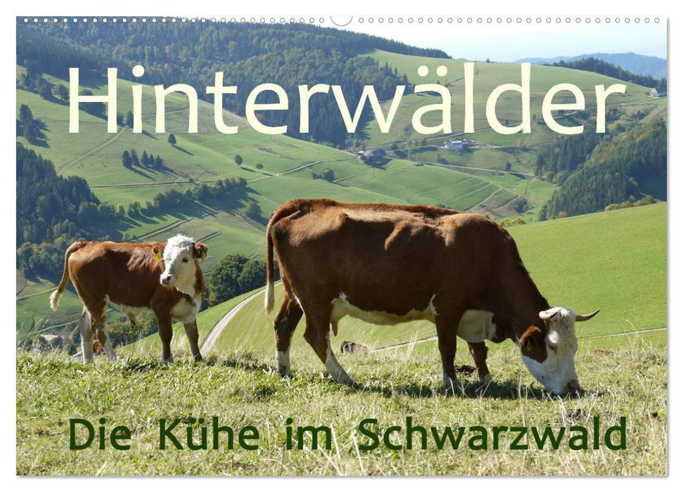 Hinterwälder - Die Kühe aus dem Schwarzwald (CALVENDO Wandkalender 2025)