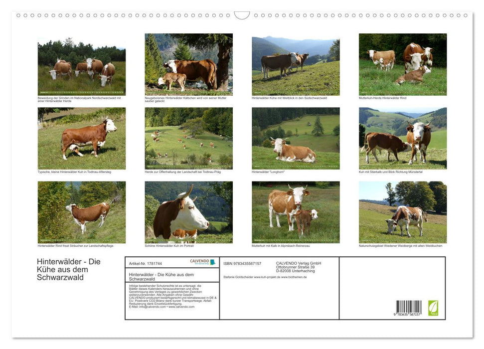 Hinterwälder - Die Kühe aus dem Schwarzwald (CALVENDO Wandkalender 2025)