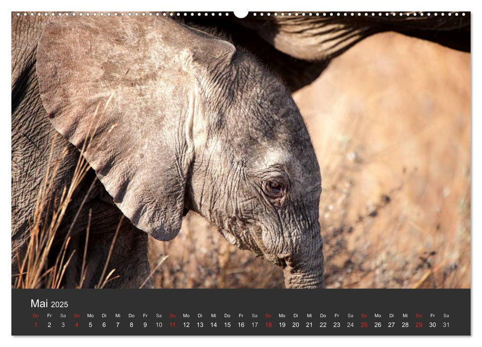 Elefanten - Graue Riesen (CALVENDO Wandkalender 2025)