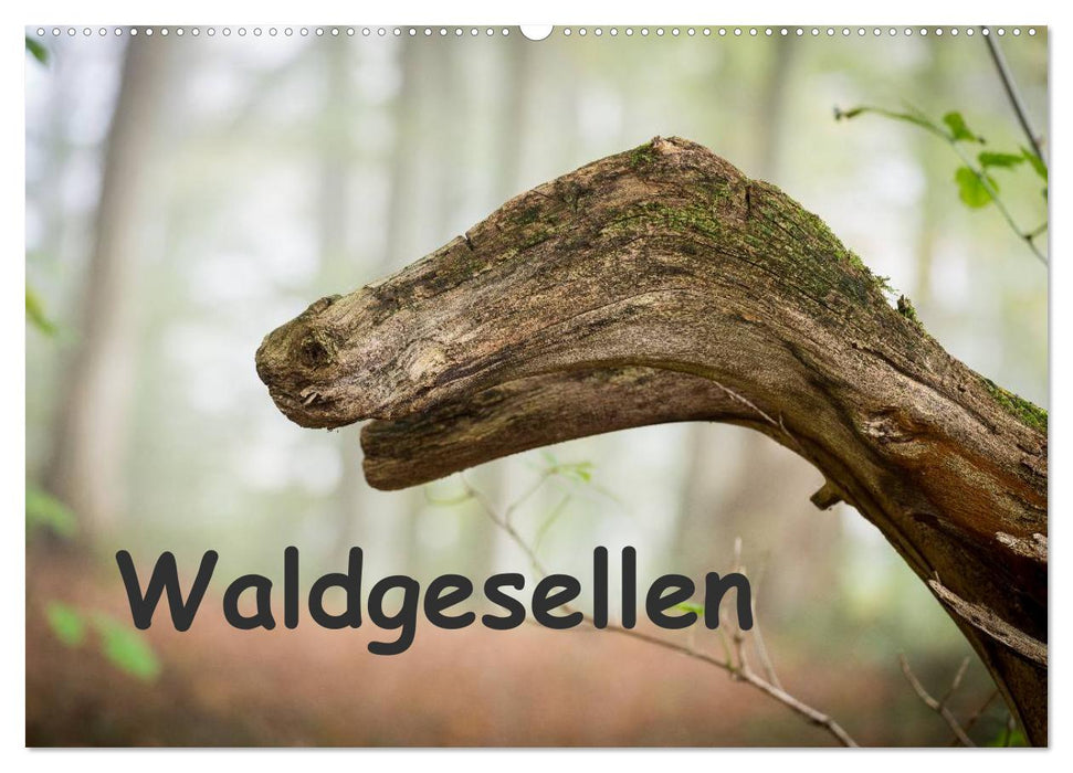 Waldgesellen - entdecke die Vielfalt (CALVENDO Wandkalender 2025)