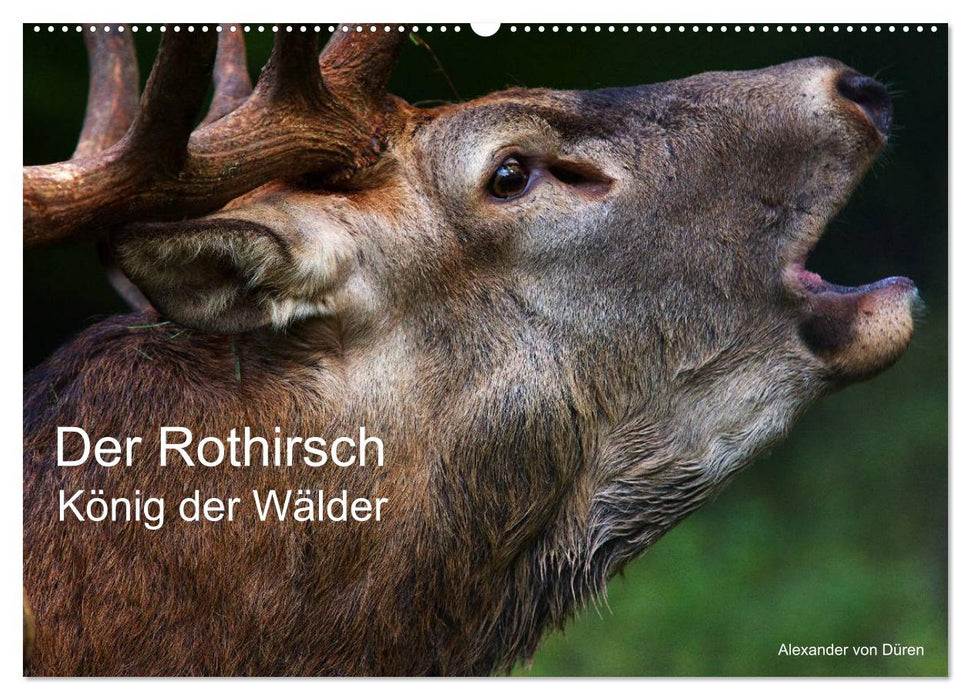 Der Rothirsch, König der Wälder (CALVENDO Wandkalender 2025)