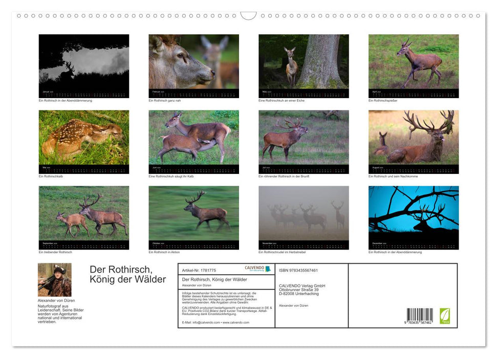 Der Rothirsch, König der Wälder (CALVENDO Wandkalender 2025)