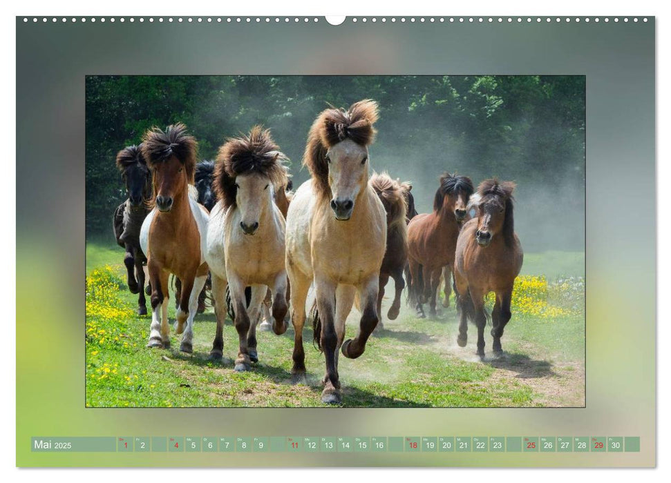 Pferde Vom Minishetty bis zum Kaltblut (CALVENDO Wandkalender 2025)