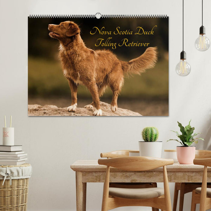 Nova Scotia Duck Tolling Retriever (CALVENDO Wandkalender 2025)