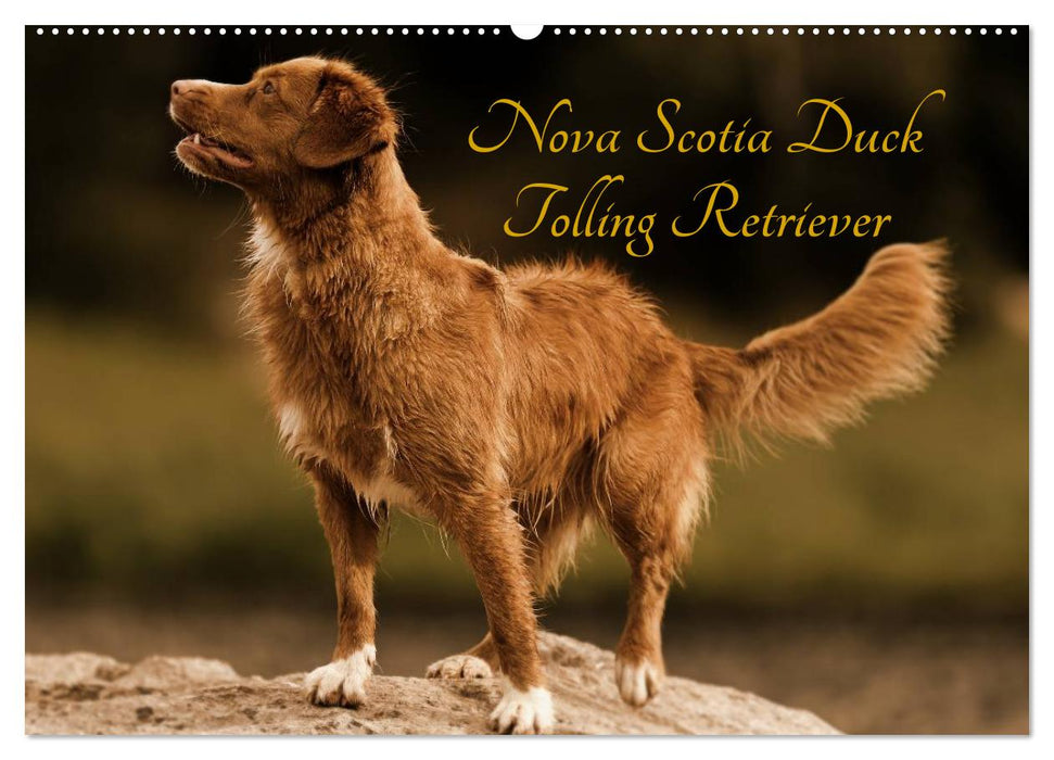 Nova Scotia Duck Tolling Retriever (CALVENDO Wandkalender 2025)