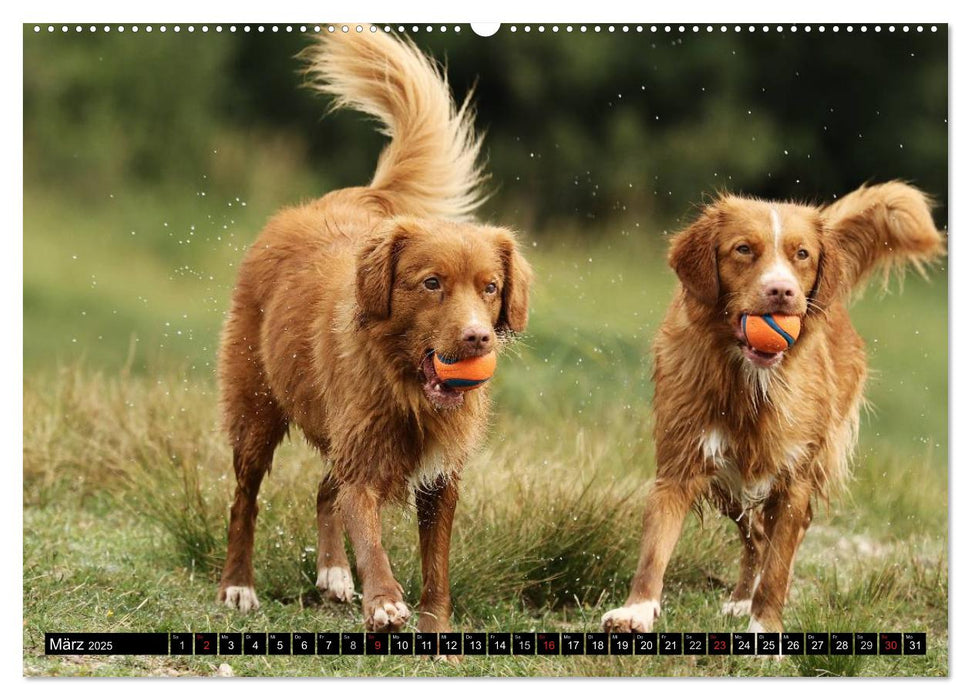 Nova Scotia Duck Tolling Retriever (CALVENDO Wandkalender 2025)