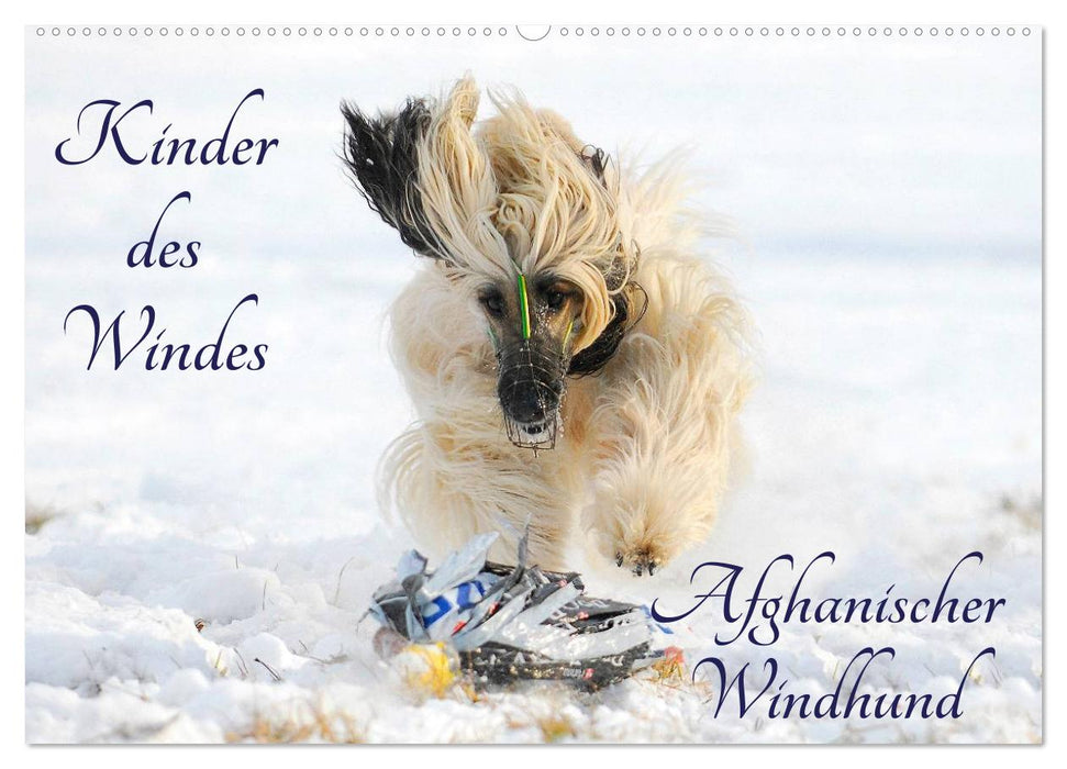 Kinder des Windes - Afghanischer Windhund (CALVENDO Wandkalender 2025)