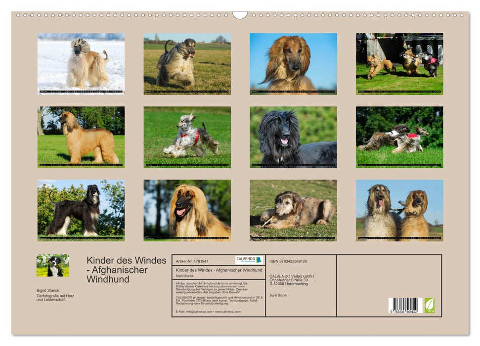 Kinder des Windes - Afghanischer Windhund (CALVENDO Wandkalender 2025)