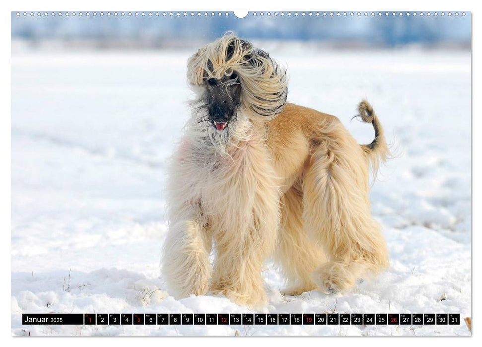 Kinder des Windes - Afghanischer Windhund (CALVENDO Wandkalender 2025)