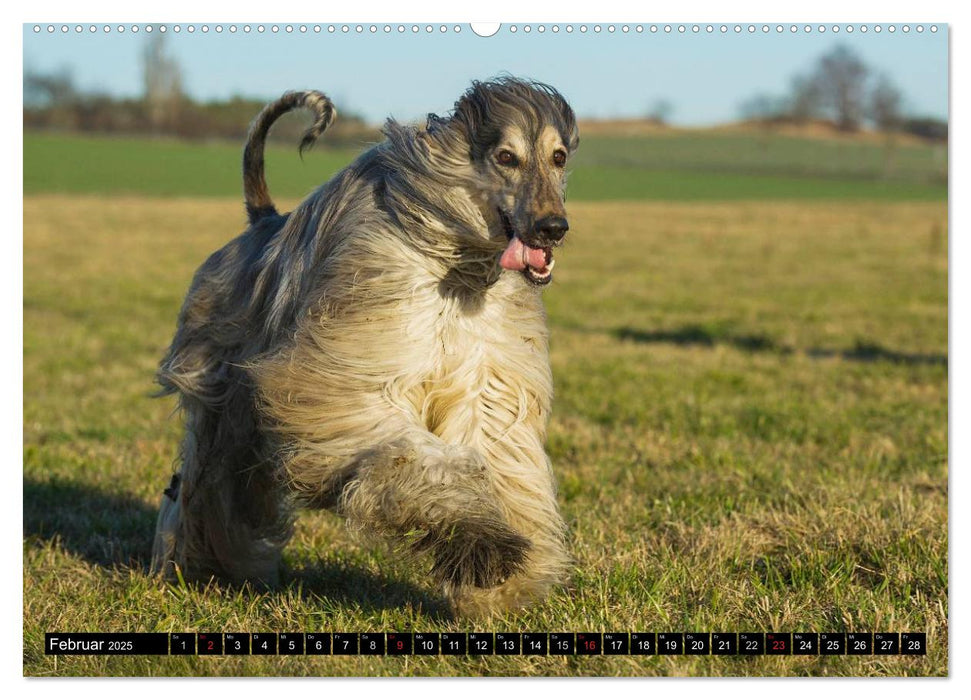 Kinder des Windes - Afghanischer Windhund (CALVENDO Wandkalender 2025)