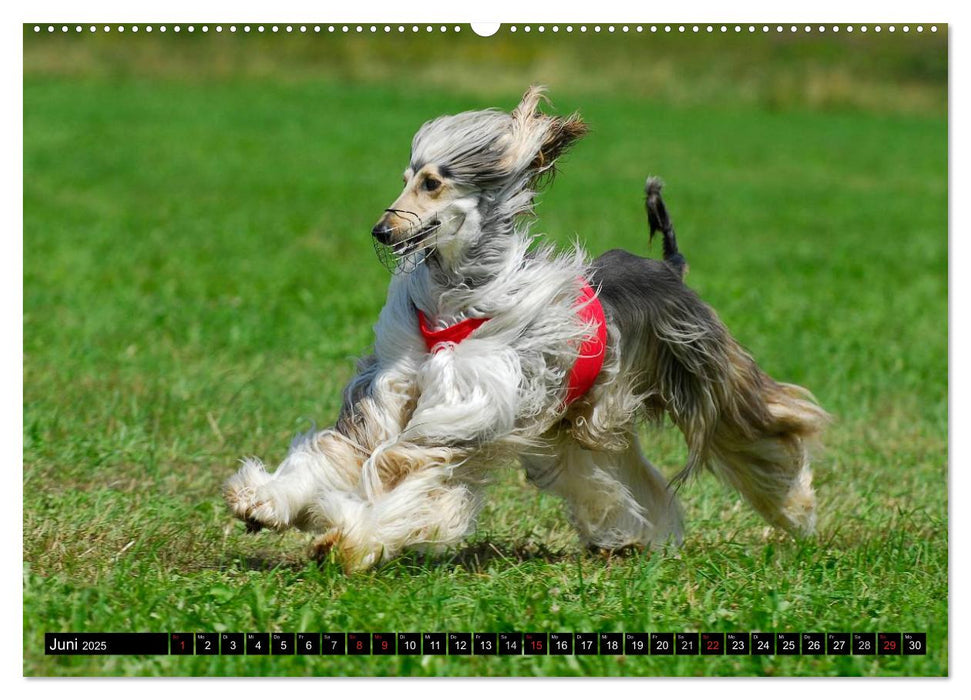 Kinder des Windes - Afghanischer Windhund (CALVENDO Wandkalender 2025)