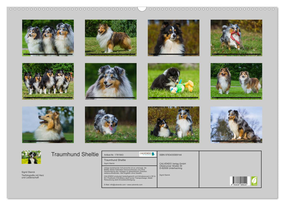 Traumhund Sheltie (CALVENDO Wandkalender 2025)