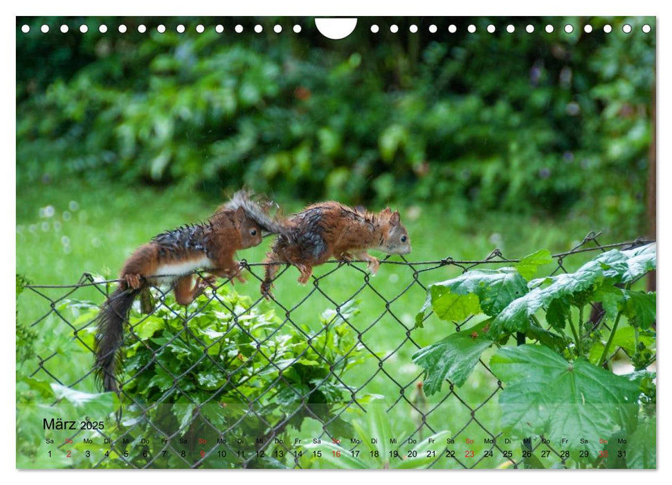 Spaß mit Eichhörnchen-Kindern (CALVENDO Wandkalender 2025)