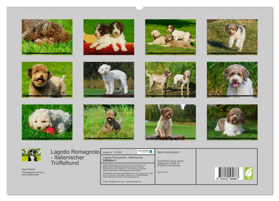 Lagotto Romagnolo - Italienischer Trüffelhund (CALVENDO Premium Wandkalender 2025)