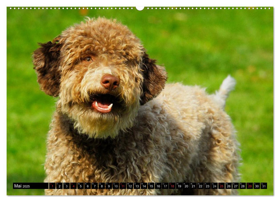 Lagotto Romagnolo - Italienischer Trüffelhund (CALVENDO Premium Wandkalender 2025)