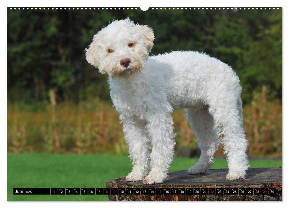 Lagotto Romagnolo - Italienischer Trüffelhund (CALVENDO Premium Wandkalender 2025)