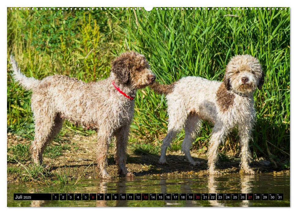 Lagotto Romagnolo - Italienischer Trüffelhund (CALVENDO Premium Wandkalender 2025)