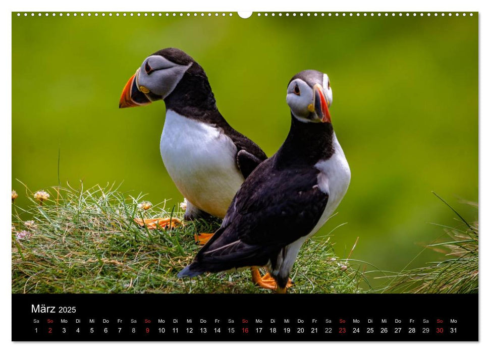 Schottlands Inseln (CALVENDO Wandkalender 2025)