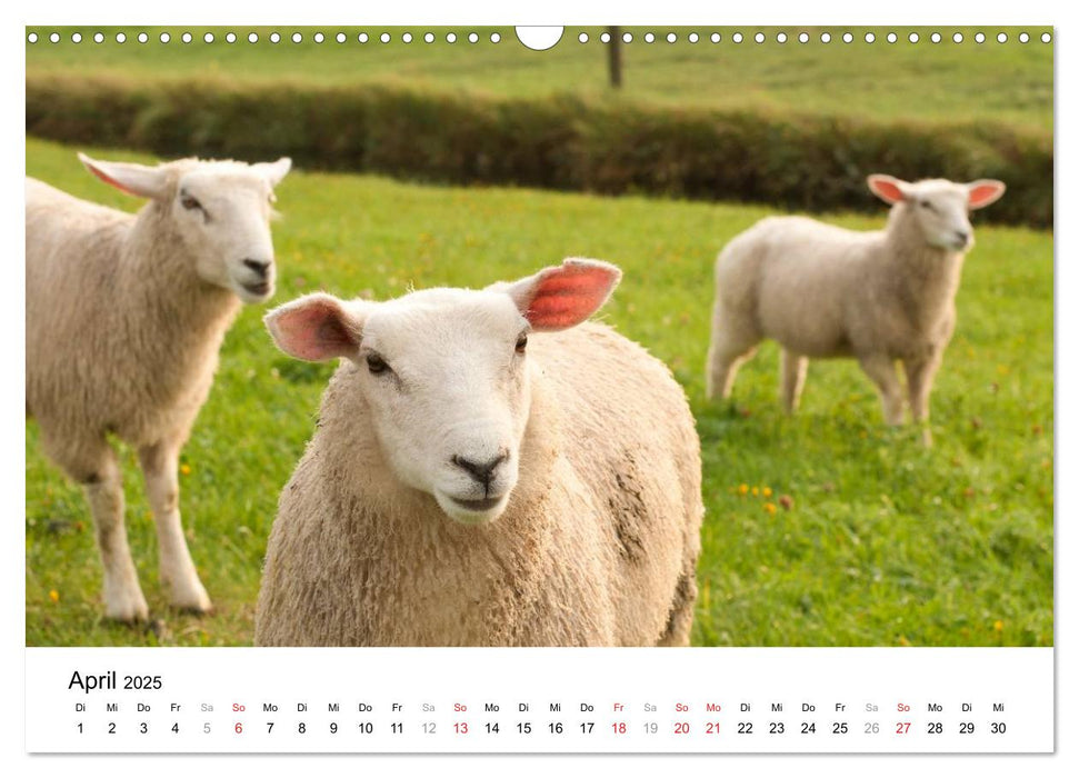 Hallig Hooge - zwischen Himmel und Erde (CALVENDO Wandkalender 2025)