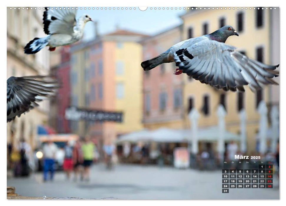 Wie ein Vogel in Rovinj! (CALVENDO Wandkalender 2025)