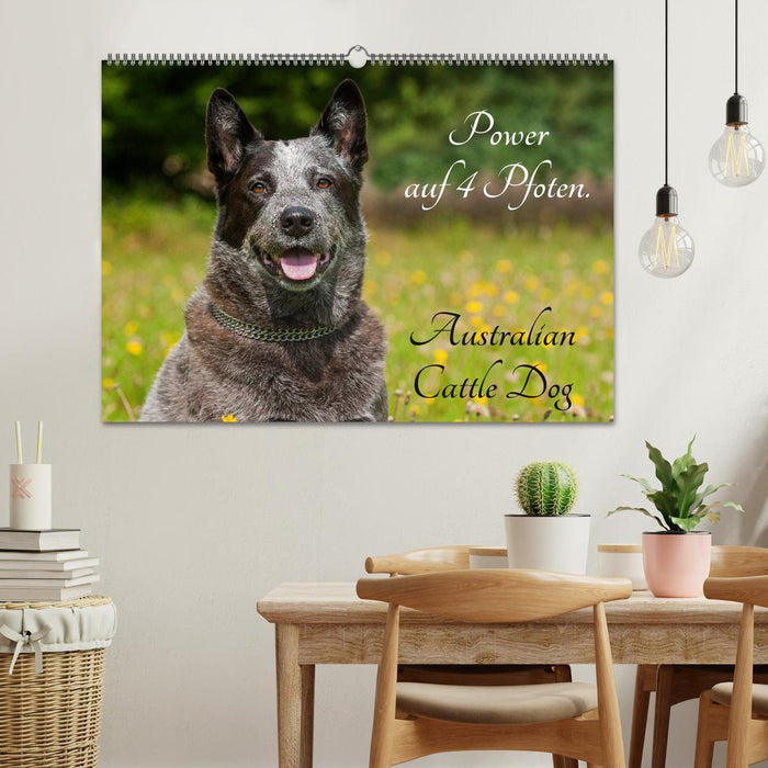 Power auf 4 Pfoten. Australian Cattle Dog (CALVENDO Wandkalender 2025)