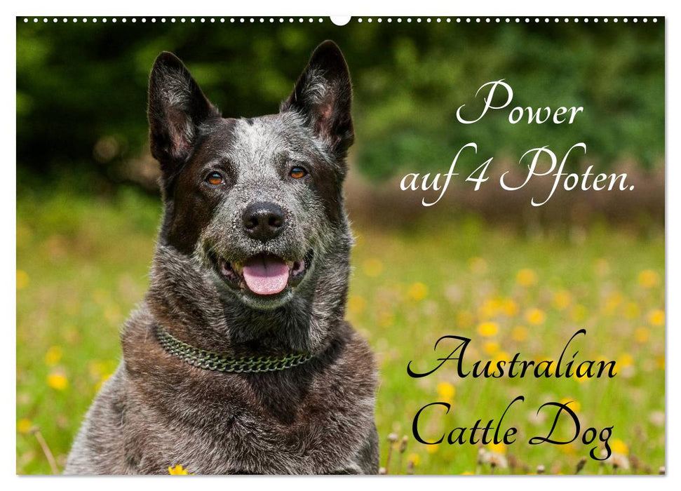 Power auf 4 Pfoten. Australian Cattle Dog (CALVENDO Wandkalender 2025)