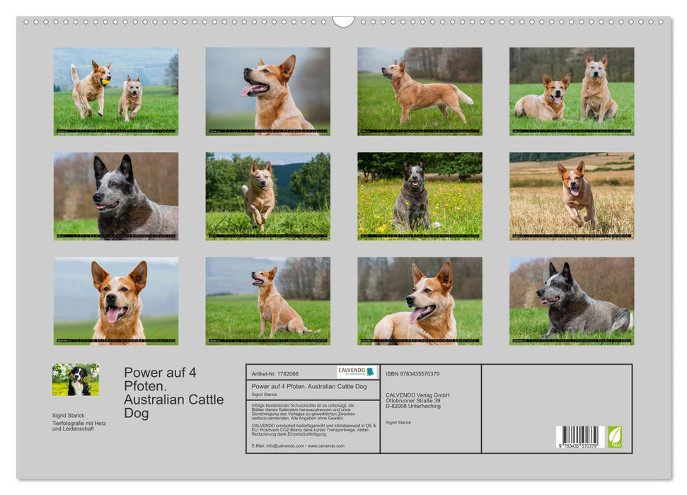 Power auf 4 Pfoten. Australian Cattle Dog (CALVENDO Wandkalender 2025)