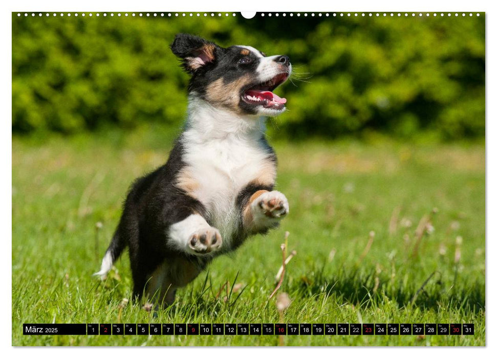 Bekannt wie ein bunter Hund. Australian Shepherd (CALVENDO Wandkalender 2025)