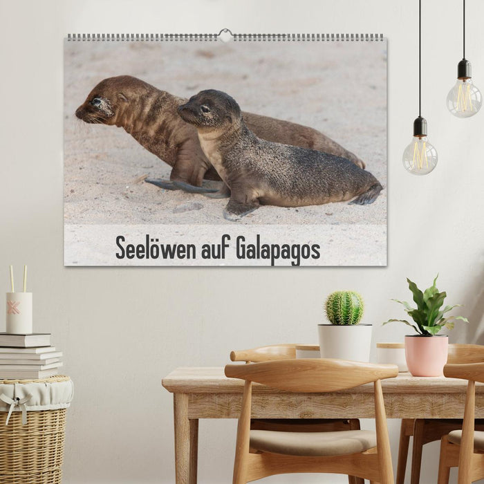 Seelöwen auf Galapagos (CALVENDO Wandkalender 2025)